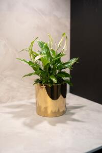 Ter Steege Obal Jille gold D14 H13