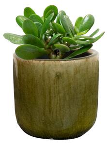 Ter Steege Obal Nine olive green D7 H7