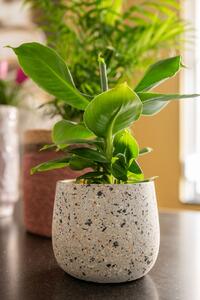 Ter Steege Obal Tina terrazo grey D15 H13