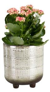 Ter Steege Obal Denise off white D10 H12