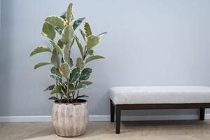 Ter Steege Obal Suus latte D29 H26