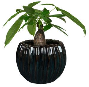 Ter Steege Obal Sanah rib petrol D17 H14