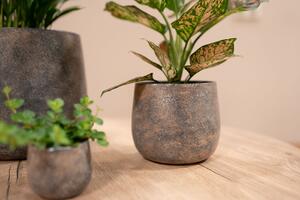 Ter Steege Obal Jules earth D18 H15