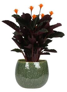 Ter Steege Obal Mischa forest D15 H14