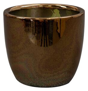 Ter Steege Obal Sven gold D8 H7