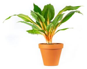 Gardners.cz Chlorophytum Green Orange, průměr 12 cm Zelenec oranžový