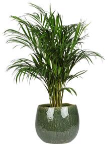 Ter Steege Obal Mischa forest D22 H18