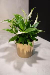 Ter Steege Obal Jille gold D16 H15