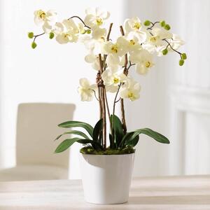 SCHNEIDER Umělá orchidej Elegance