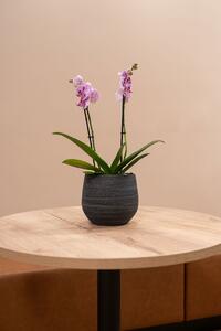 Ter Steege Obal Joyce anthracite D15 H13