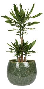 Ter Steege Obal Mischa forest D19 H16