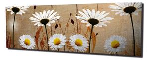 Wallity Obraz na plátně Daisies safari PC042 30x80 cm