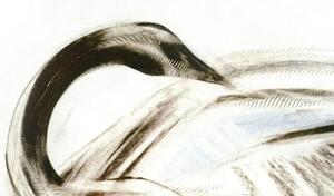 Obraz na plátně Labuť, Vodní Série