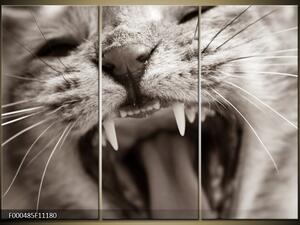 Obraz kočičí zoubky