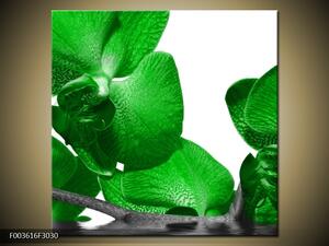 Obraz Zelené orchideje