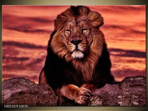Obraz lev afrika