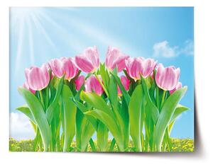 Sablio Plakát Růžové tulipány - 60x40 cm