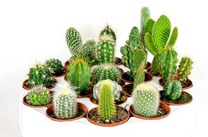 Gardners Kaktus mix, průměr 12 cm