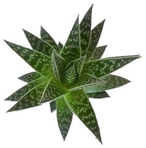Gardners Aloe Tiki Tahi, průměr 8,5 cm Aloe