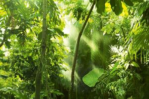 DIMEX | Vliesová fototapeta Tropický les MS-5-1580 | 375 x 250 cm| zelená