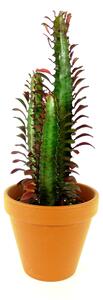 Euphorbia Trigona rubra, průměr 12 cm Pryšec trojúhlý