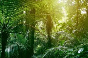 DIMEX | Vliesová fototapeta Tropická džungle II. MS-5-1581 | 375 x 250 cm| zelená