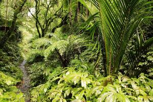 DIMEX | Vliesová fototapeta Tropická džungle MS-5-1579 | 375 x 250 cm| zelená