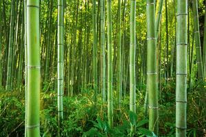 DIMEX | Vliesová fototapeta Bambusový les MS-5-1582 | 375 x 250 cm| zelená