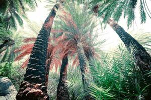 DIMEX | Vliesová fototapeta Exotický hluboký les MS-5-1588 | 375 x 250 cm| zelená, hnědá, šedá