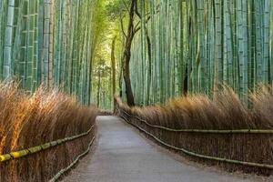 DIMEX | Vliesová fototapeta Bambusová stezka v Japonsku MS-5-1584 | 375 x 250 cm| zelená, hnědá