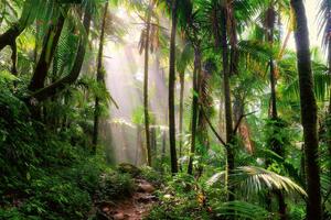 DIMEX | Vliesová fototapeta Krásná cesta džunglí MS-5-1591 | 375 x 250 cm| zelená