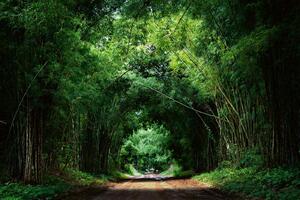 DIMEX | Vliesová fototapeta Bambusová silnice MS-5-1598 | 375 x 250 cm| zelená, hnědá