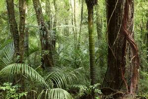 DIMEX | Vliesová fototapeta Džungle MS-5-1596 | 375 x 250 cm| zelená
