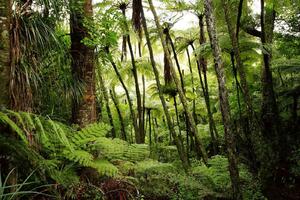 DIMEX | Vliesová fototapeta Svěží deštný prales MS-5-1600 | 375 x 250 cm| zelená, hnědá