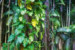 DIMEX | Vliesová fototapeta Listy v tropické džungli MS-5-1597 | 375 x 250 cm| zelená, hnědá