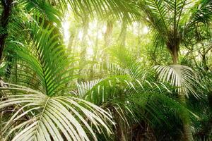 DIMEX | Vliesová fototapeta Zelené listy v džungli MS-5-1603 | 375 x 250 cm| zelená