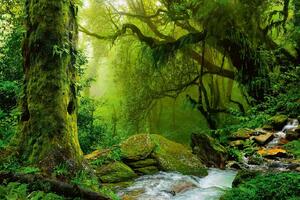 DIMEX | Vliesová fototapeta Nepálská džungle MS-5-1614 | 375 x 250 cm| zelená