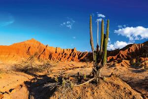 DIMEX | Vliesová fototapeta Kaktusy v poušti MS-5-1628 | 375 x 250 cm| modrá, oranžová