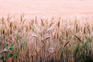 DIMEX | Vliesová fototapeta Pšeničné pole MS-5-1715 | 375 x 250 cm| zelená, krémová, hnědá