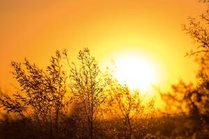 DIMEX | Vliesová fototapeta Strom při východu slunce MS-5-1719 | 375 x 250 cm| žlutá, oranžová, hnědá