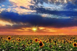 DIMEX | Vliesová fototapeta Slunečnice při západu slunce MS-5-1729 | 375 x 250 cm| zelená, modrá, žlutá, oranžová