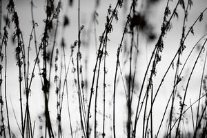 DIMEX | Vliesová fototapeta Černobílá tráva MS-5-1733 | 375 x 250 cm| bílá, černá