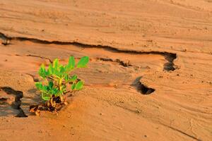 DIMEX | Vliesová fototapeta Pěstování pouštní rostliny MS-5-1797 | 375 x 250 cm| zelená, krémová, oranžová