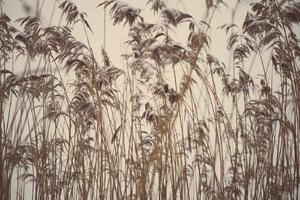 DIMEX | Vliesová fototapeta Omrzlá tráva MS-5-1798 | 375 x 250 cm| krémová, šedá