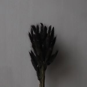 COOEE Design Sušené květy Lagurus - Black CED230