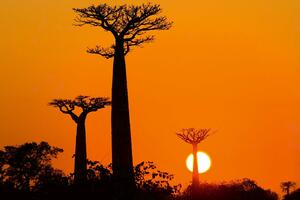 DIMEX | Vliesová fototapeta Baobab při západu slunce MS-5-1841 | 375 x 250 cm| černá, oranžová