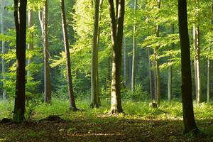 DIMEX | Vliesová fototapeta Ranní procházka lesem MS-5-1849 | 375 x 250 cm| zelená, hnědá