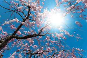 DIMEX | Vliesová fototapeta Kvetoucí strom MS-5-1843 | 375 x 250 cm| modrá, bílá, hnědá, růžová