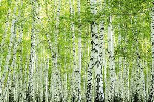 DIMEX | Vliesová fototapeta Jarní březový les MS-5-1853 | 375 x 250 cm| zelená, bílá, černá