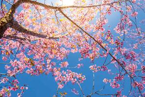 DIMEX | Vliesová fototapeta Strom s růžovými květy MS-5-1844 | 375 x 250 cm| modrá, hnědá, růžová